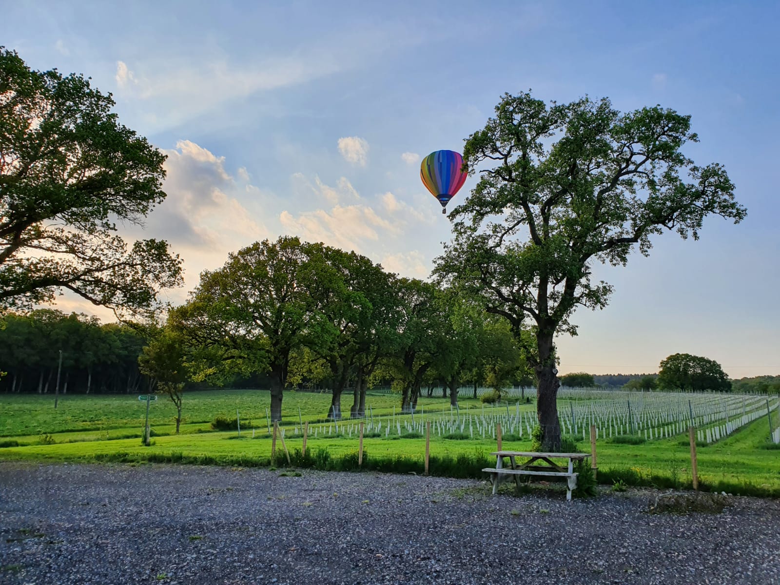 Hot air balloon flying over the vineyard